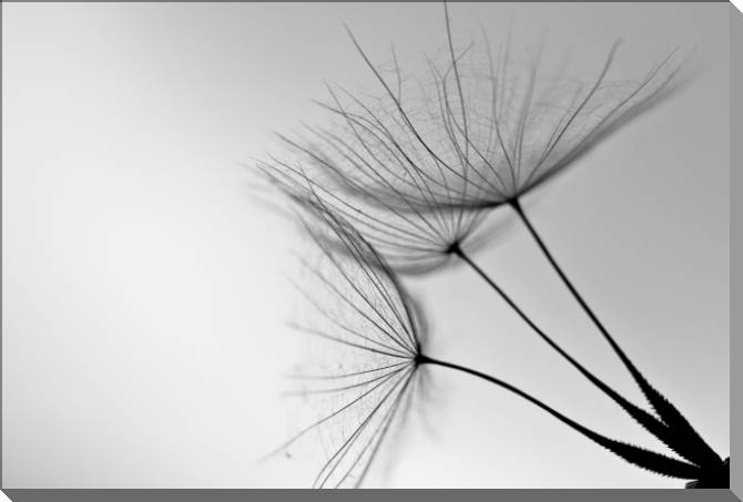 Купить и печать на заказ Картины на пластике, пеноркартоне Одуванчик на сером фоне