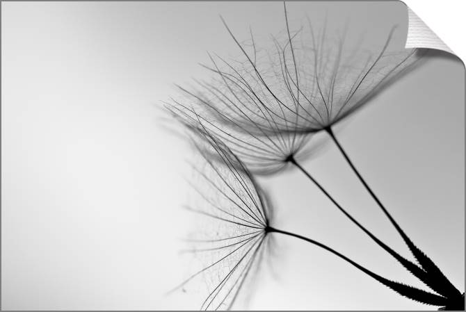 Купить и печать на заказ Картины на холсте Одуванчик на сером фоне