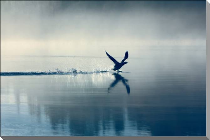 Купить и печать на заказ Картины на пластике, пеноркартоне Птица над водой туманным утром