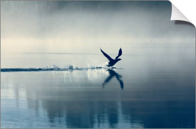 Купить и печать на заказ Картины на холсте Птица над водой туманным утром