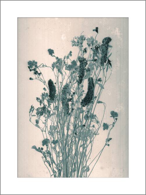 Paintings, photos from Passepartout Vintage photography flowers