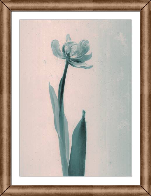 Картины в рамке, багете The style of daguerreotype Tulip