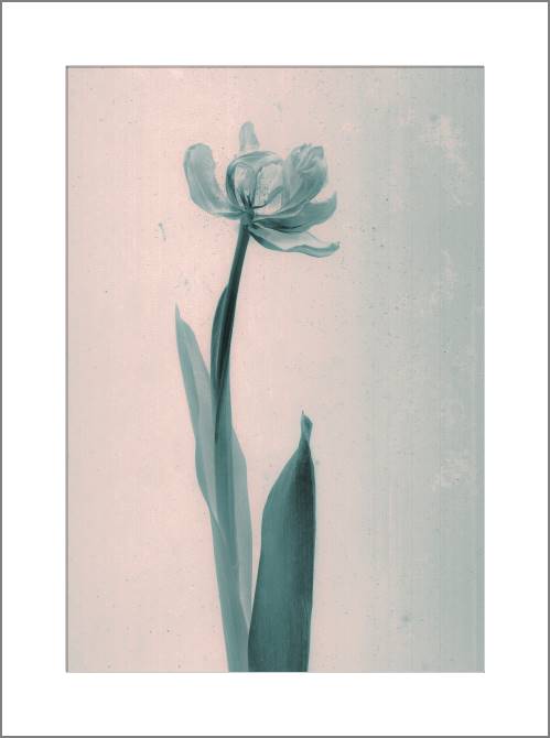 Paintings, photos from Passepartout The style of daguerreotype Tulip