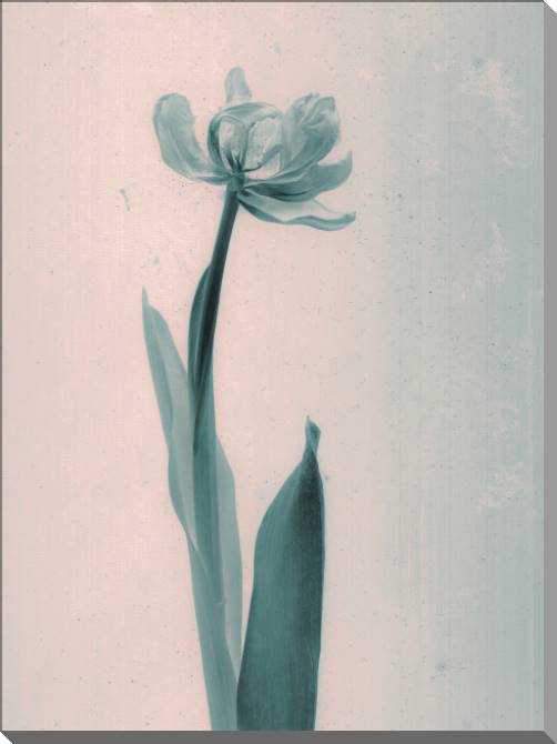 Купить и печать на заказ Картины на пластике, пеноркартоне Стиль дагеротипа тюльпан