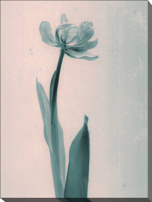 Картины на холсте The style of daguerreotype Tulip