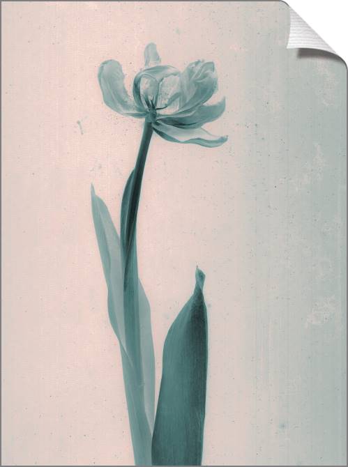 Купить и печать на заказ Картины на холсте Стиль дагеротипа тюльпан