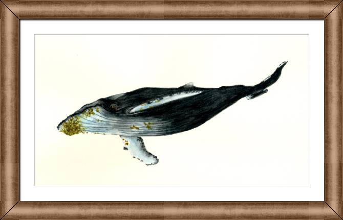 Paintings on canvas Humpback whale