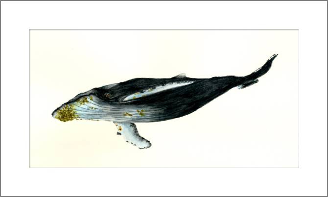 Купить и печать на заказ Картины, фото с паспарту Горбатый кит