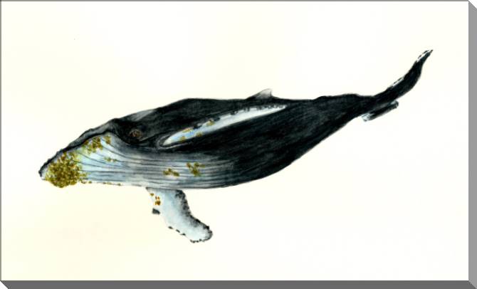 Купить и печать на заказ Картины на пластике, пеноркартоне Горбатый кит