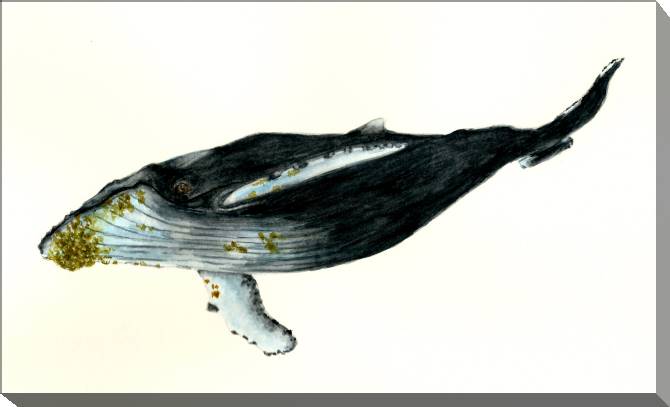 Картины на холсте Humpback whale