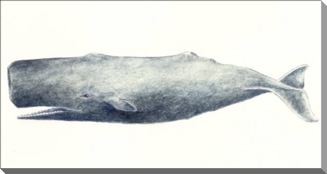 Купить и печать на заказ Картины на пластике, пеноркартоне Рисунок кашалота