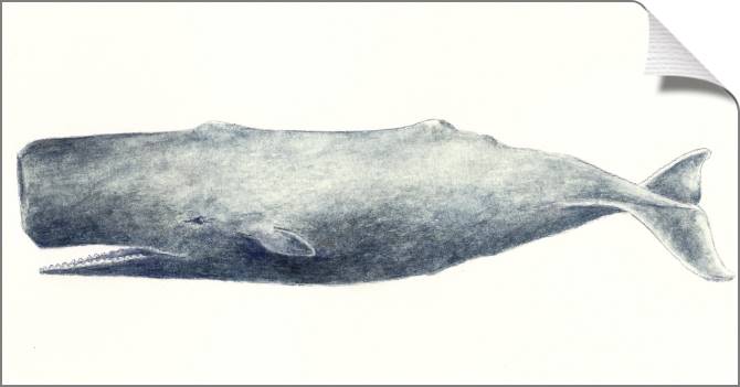 Купить и печать на заказ Картины на холсте Рисунок кашалота