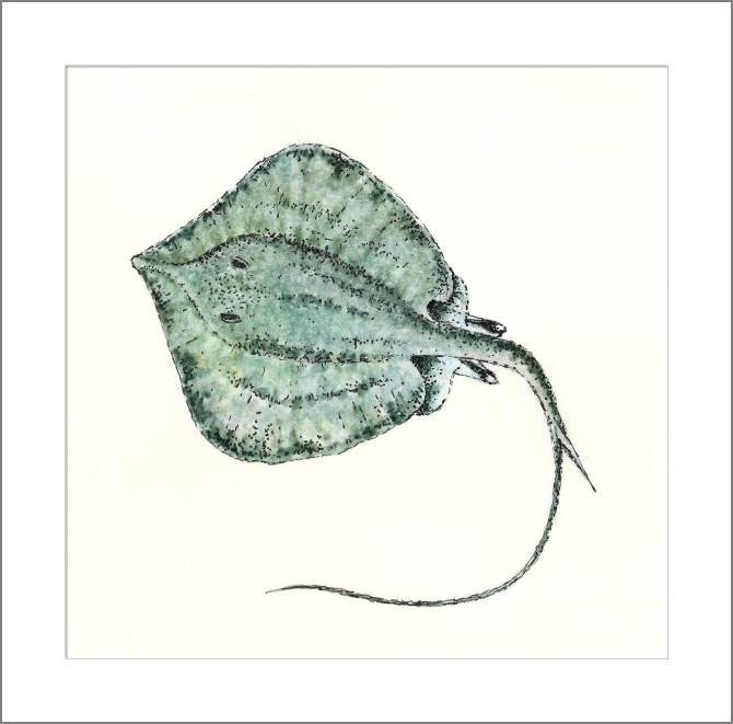 Купить и печать на заказ Картины, фото с паспарту Рисунок ската