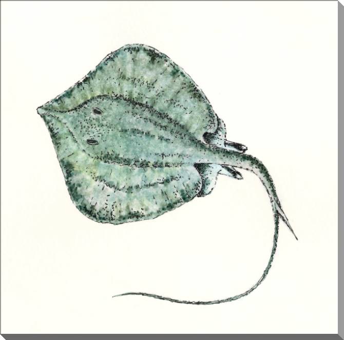 Купить и печать на заказ Картины на пластике, пеноркартоне Рисунок ската