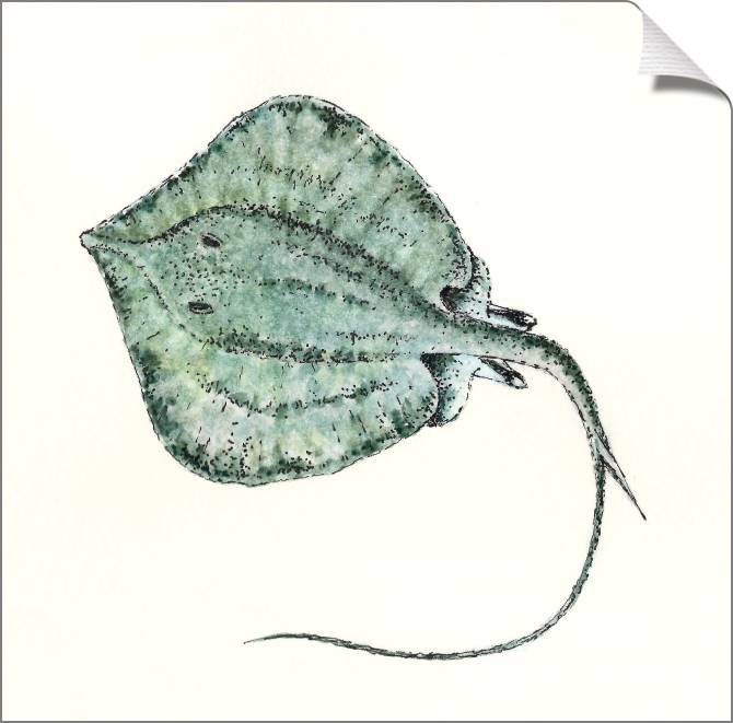 Купить и печать на заказ Картины на холсте Рисунок ската