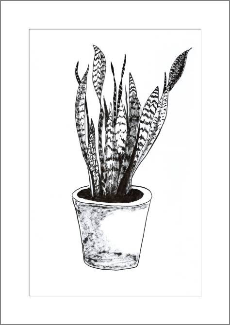 Купить и печать на заказ Картины Sansevieria trifasciata растение рисованный стиль