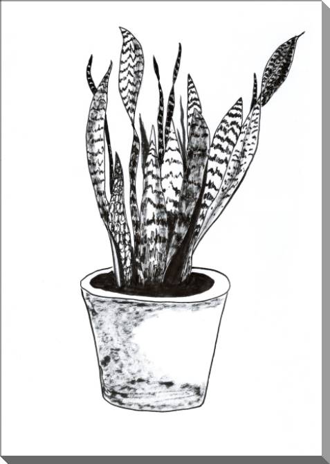 Купить и печать на заказ Картины на пластике, пеноркартоне Sansevieria trifasciata растение рисованный стиль