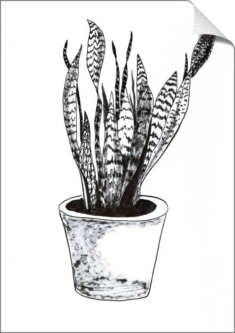 Купить и печать на заказ Картины на холсте Sansevieria trifasciata растение рисованный стиль