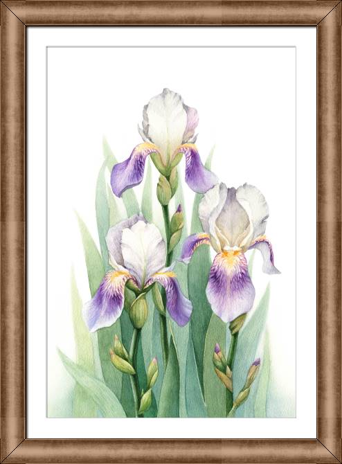 Paintings on canvas Irises watercolor painting