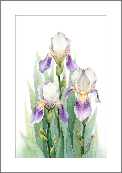 Купить и печать на заказ Картины, фото с паспарту Ирисы акварельная живопись