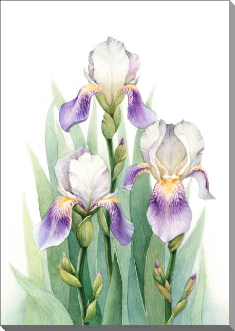 Купить и печать на заказ Картины на пластике, пеноркартоне Ирисы акварельная живопись