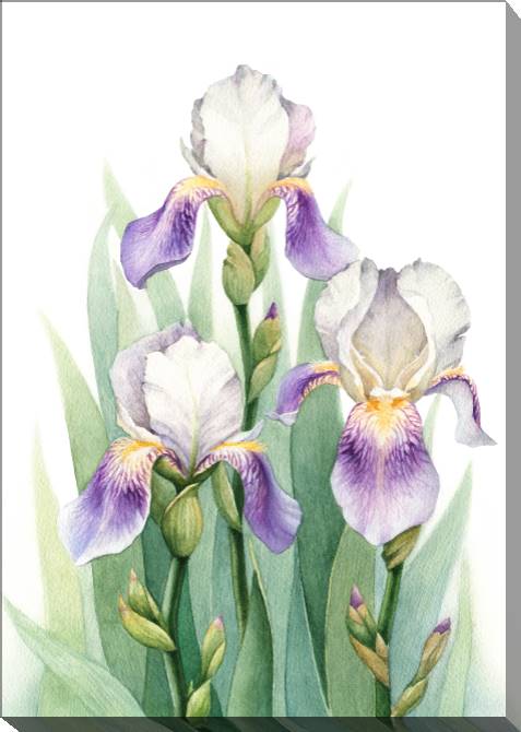 Купить и печать на заказ Картины на холсте Ирисы акварельная живопись