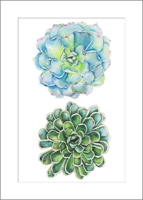 Купить и печать на заказ Картины, фото с паспарту Суккуленты на белом фоне