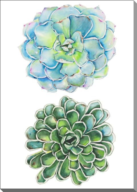 Купить и печать на заказ Картины на пластике, пеноркартоне Суккуленты на белом фоне