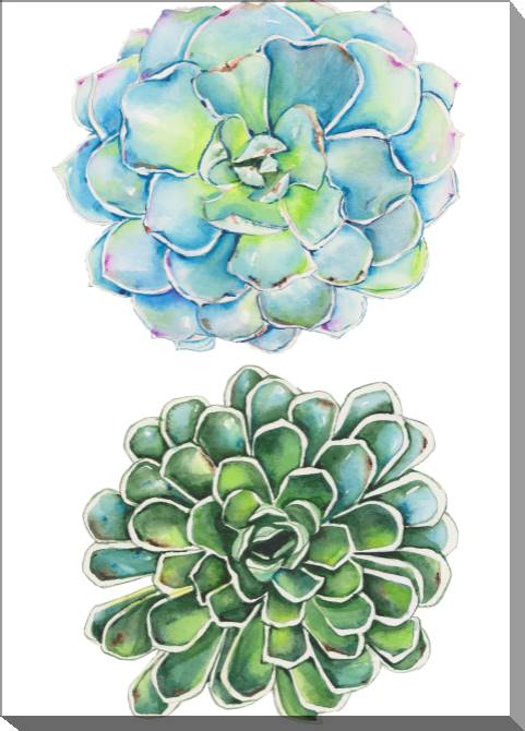 Paintings on canvas Succulents on white background