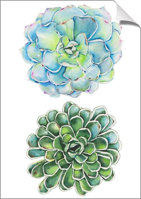 Купить и печать на заказ Картины на холсте Суккуленты на белом фоне