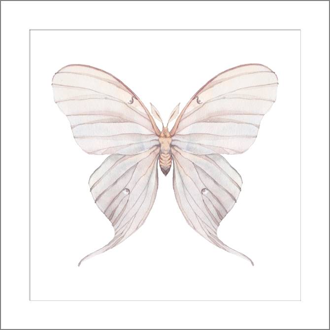 Купить и печать на заказ Картины, фото с паспарту Нежный рисунок бабочки