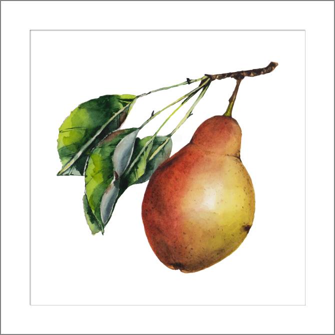 Купить и печать на заказ Картины, фото с паспарту Сочная акварельная груша