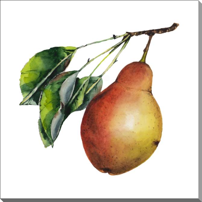 Купить и печать на заказ Картины на пластике, пеноркартоне Сочная акварельная груша