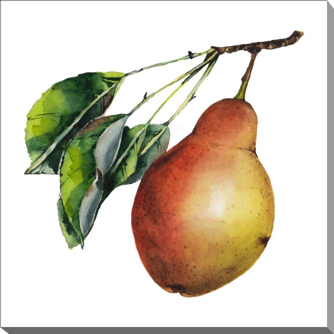 Купить и печать на заказ Картины на холсте Сочная акварельная груша