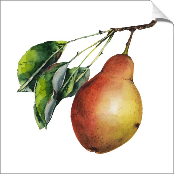 Купить и печать на заказ Картины на холсте Сочная акварельная груша