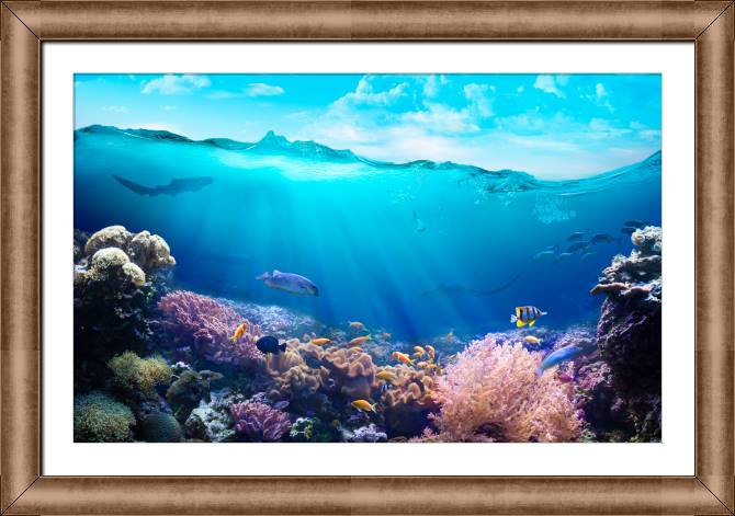 Paintings on canvas The diversity of the underwater world
