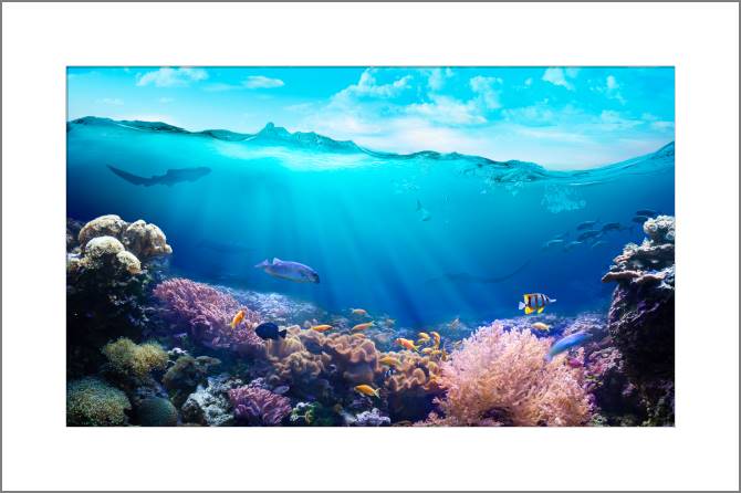 Купить и печать на заказ Картины, фото с паспарту Разнообразие подводного мира