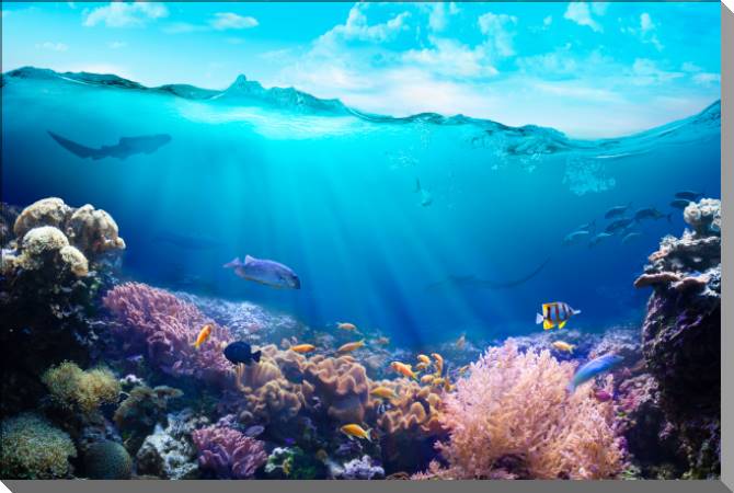 Купить и печать на заказ Картины на пластике, пеноркартоне Разнообразие подводного мира