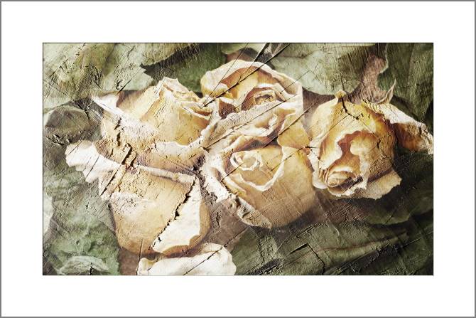 Картины, фото с паспарту Rose mural