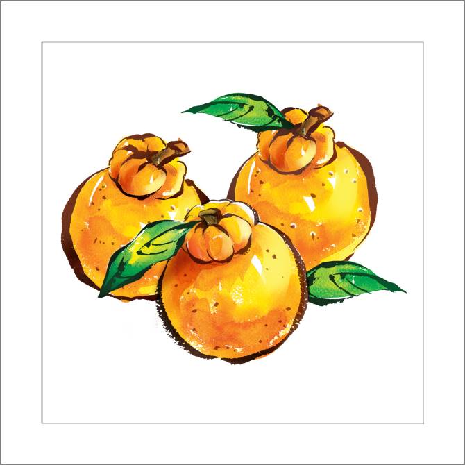 Картины, фото с паспарту Juicy oranges