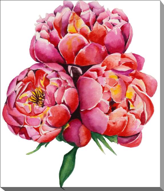 Paintings on canvas Beautiful pink peonies on a white background