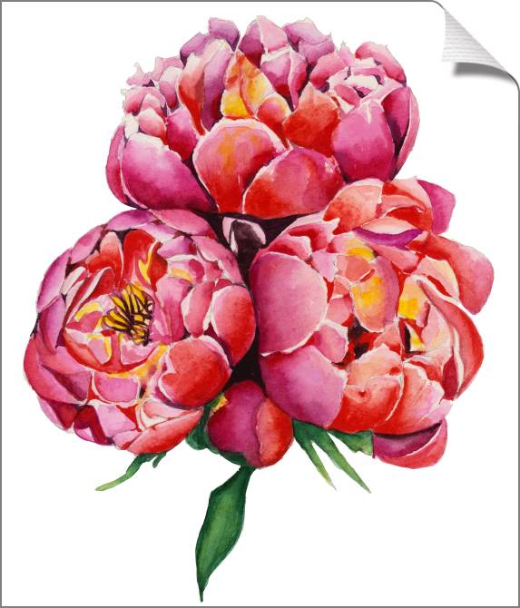 Купить и печать на заказ Картины на холсте Красивые розовые пионы на белом фоне