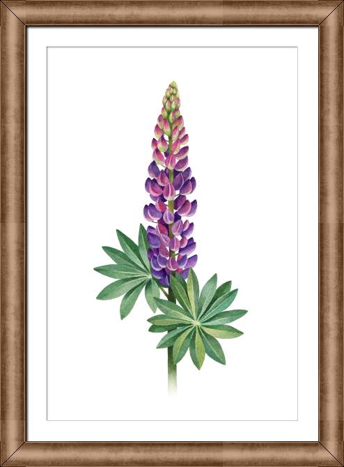Paintings on canvas Lupine, watercolor illustration
