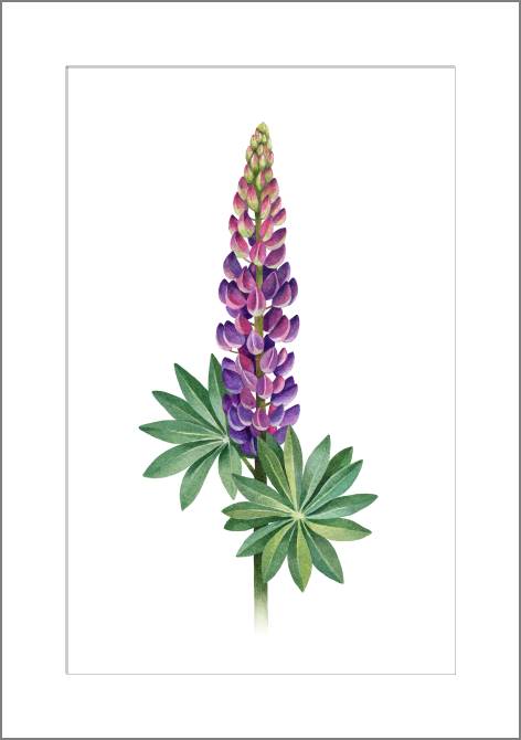 Paintings, photos from Passepartout Lupine, watercolor illustration