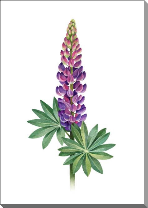 Купить и печать на заказ Картины на пластике, пеноркартоне Люпин акварельная иллюстрация