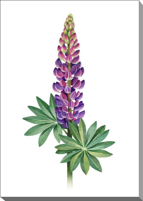 Paintings on canvas Lupine, watercolor illustration