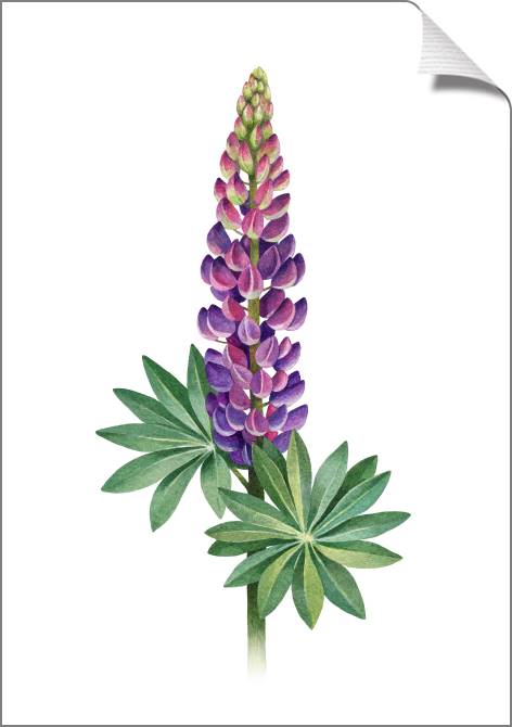 Купить и печать на заказ Картины на холсте Люпин акварельная иллюстрация