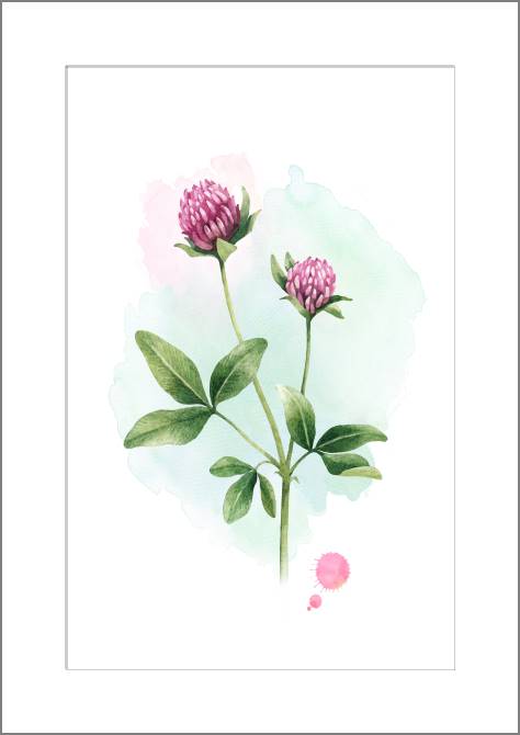 Картины, фото с паспарту Watercolor clover
