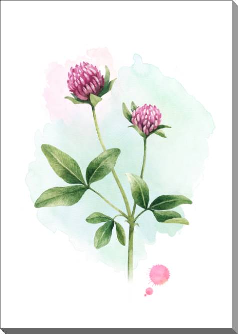 Купить и печать на заказ Картины на пластике, пеноркартоне Акварельный клевер