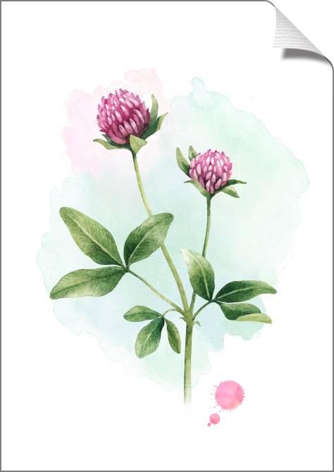 Купить и печать на заказ Картины на холсте Акварельный клевер